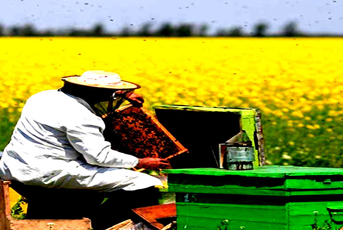 農業，養蜂標準