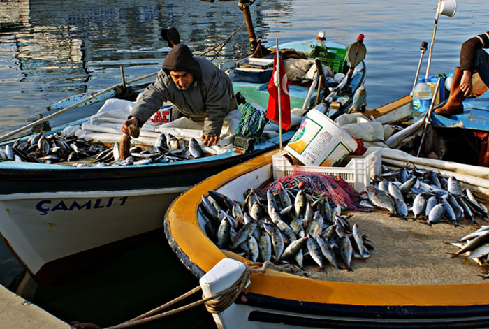 Technologie alimentaire, viandes et produits à base de viande, autres produits d'origine animale, poissons et produits de la pêche