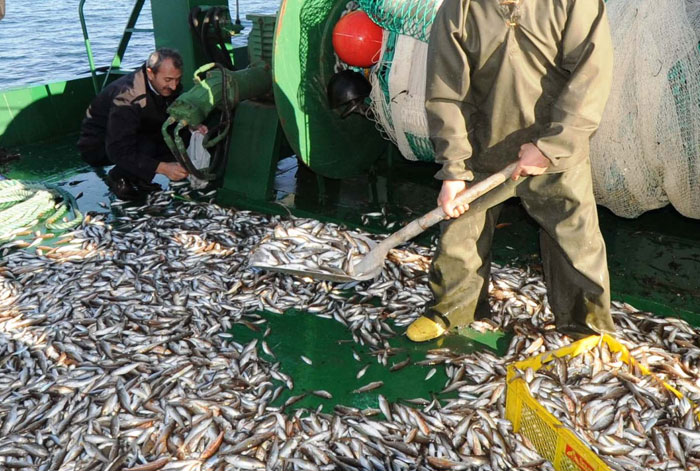 Стандарты сельского хозяйства, рыболовства и рыболовства