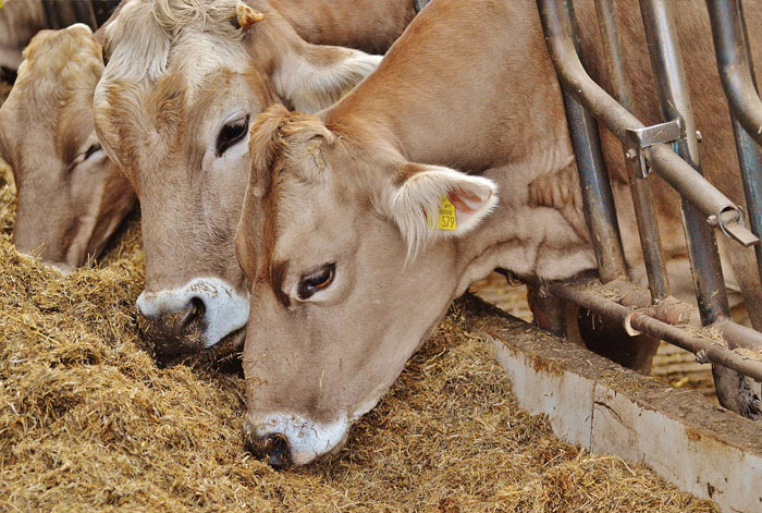 農業，動物飼料標準