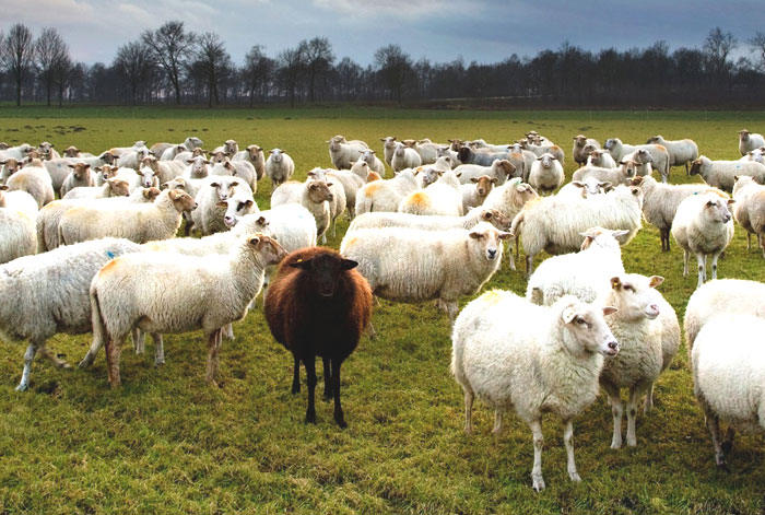 Normes pour l'agriculture, l'agriculture et la sylviculture, l'élevage et la reproduction