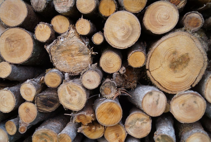 Holztechnologie, Holz, Holzstamm, Holznormen
