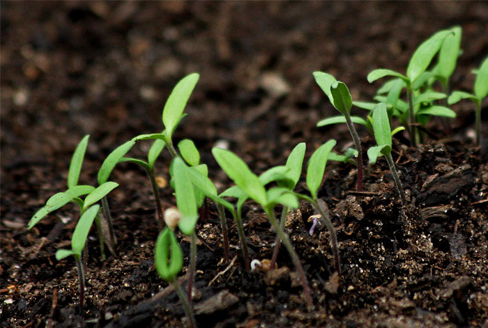 Normes de propriétés biologiques des sols